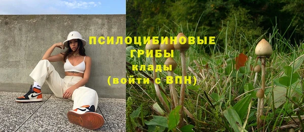 шишки Верея